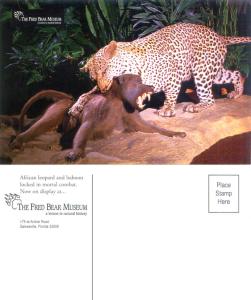 fred bear leopard baboon postcard